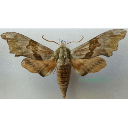 Mimas tiliae (Linnaeus, 1758) Poland6n